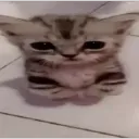 gatinho 