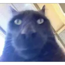 cat stare | .gg/geese