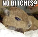 no bitches?