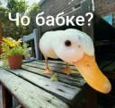 чо бабке?