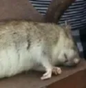 6kg rat