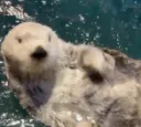 Otterwave