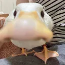 Duck Sniff