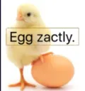 eggxactly