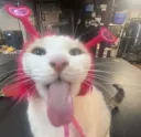 sillycat