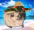 toaster pug beach
