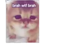 brah wtf cat