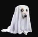 spooky dog