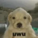 uwu