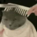 CatSwag_Homies18