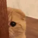 Cat~peek