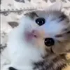 аа