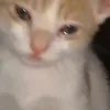 блин
