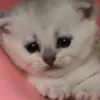 грущу