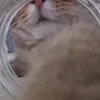 куда