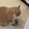 кушать