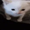 мяу