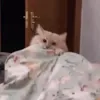 отдай