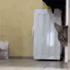 что