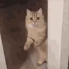погоди