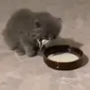 поел
