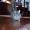сюда