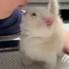 чмок