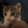 чмок
