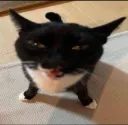 yo