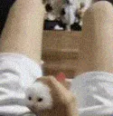 撸猫猫