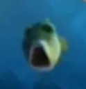 fish HUH