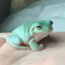 Froggy