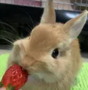 BunnyStrawb