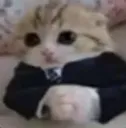 business cat