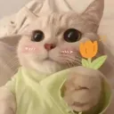 cute cat