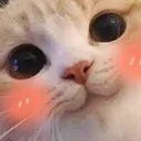 blush cat