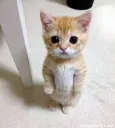 standingcat