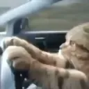 driving cat