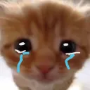 sad cat