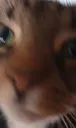 Hey :3 | gg/Homies18