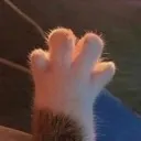 cat paw