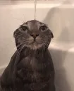 Very wet very cat