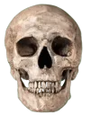 mega skull