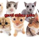 geral acho paia