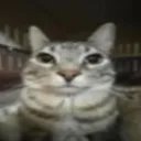 gato