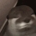 otter meow