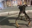 goofy dog