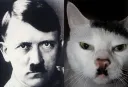 hitler cat