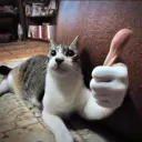 cat thumbup