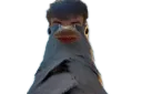 pigeon